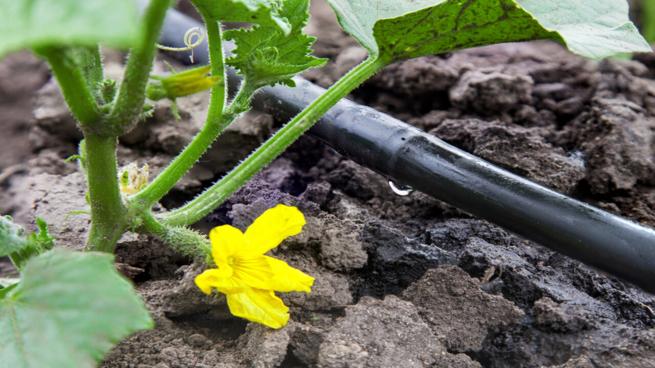 Plantings