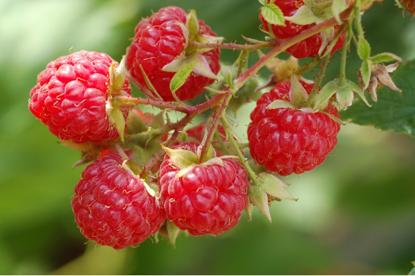 raspberries