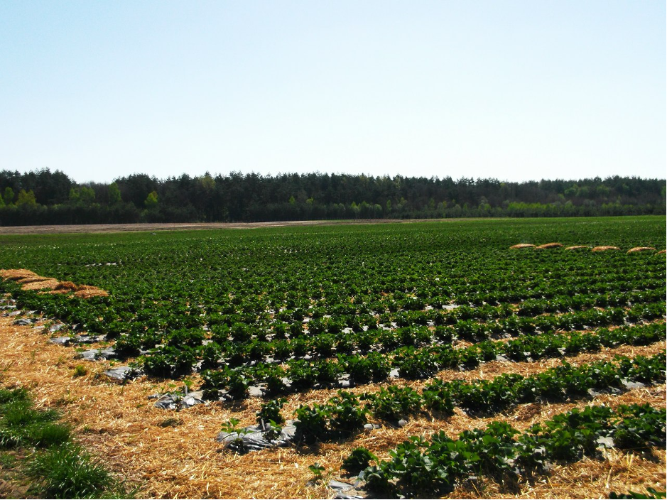 strawberries